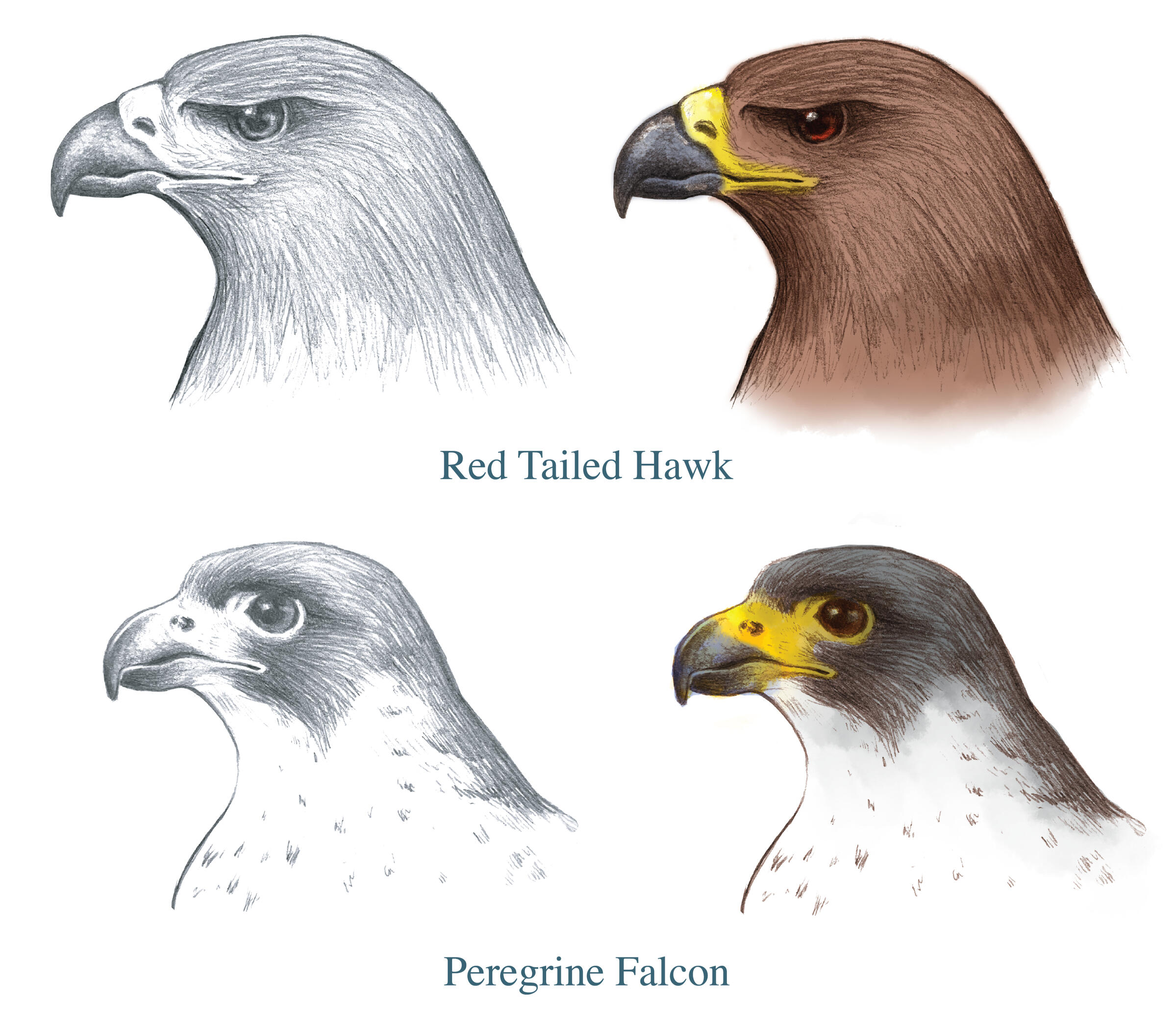 Red Tailed Hawk and Peregrine Falcon