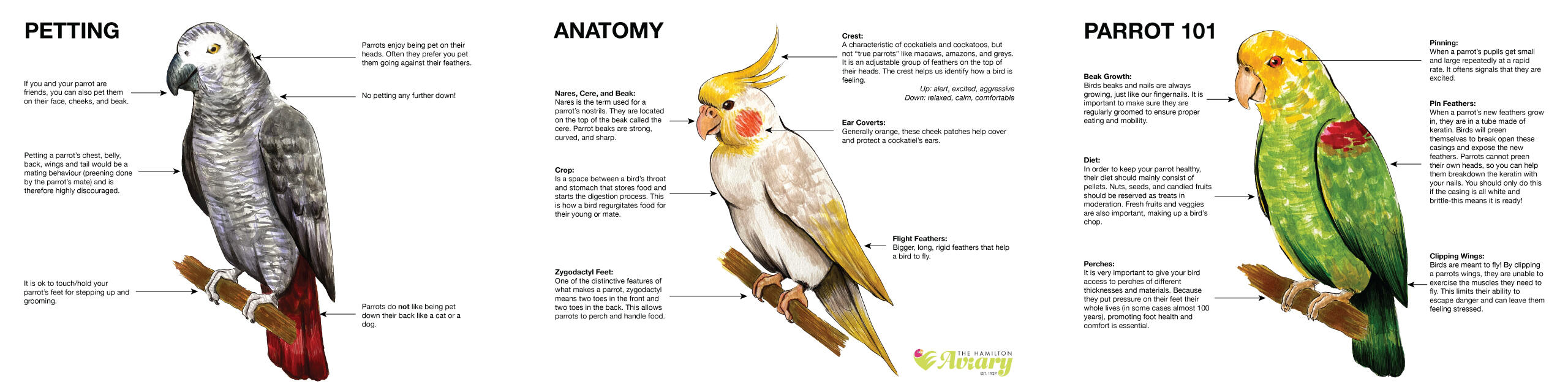 The Hamilton Aviary Ambassador Birds