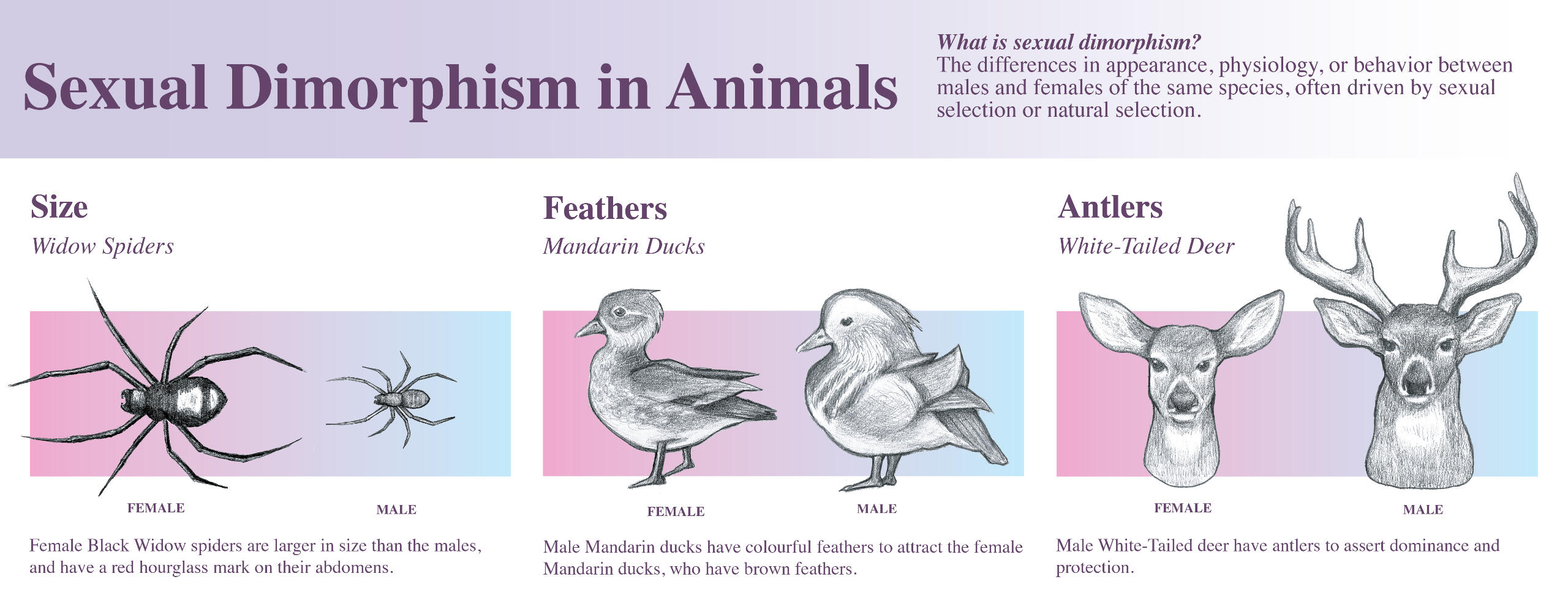Sexual Dimorphism in Animals
