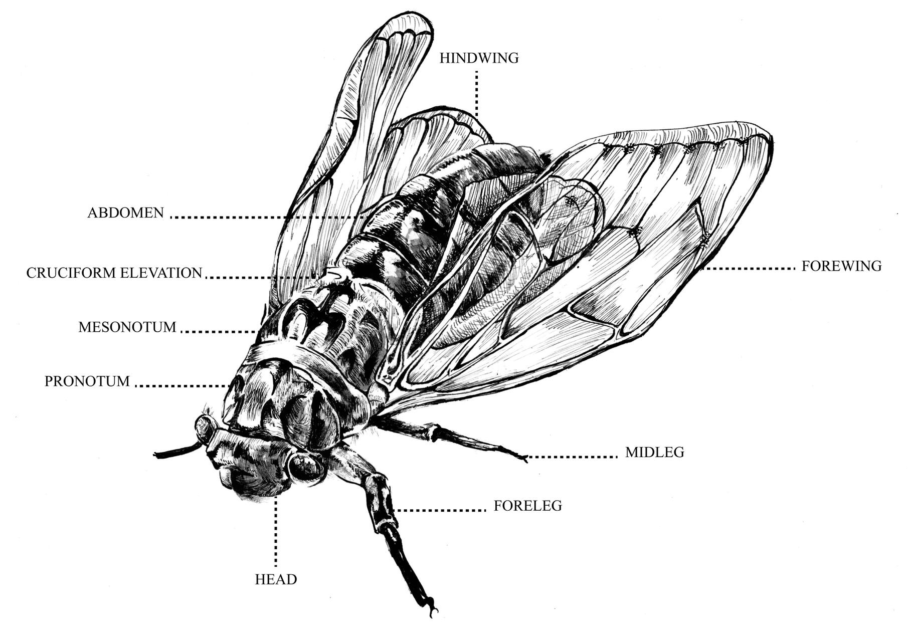 Cicada Anatomy