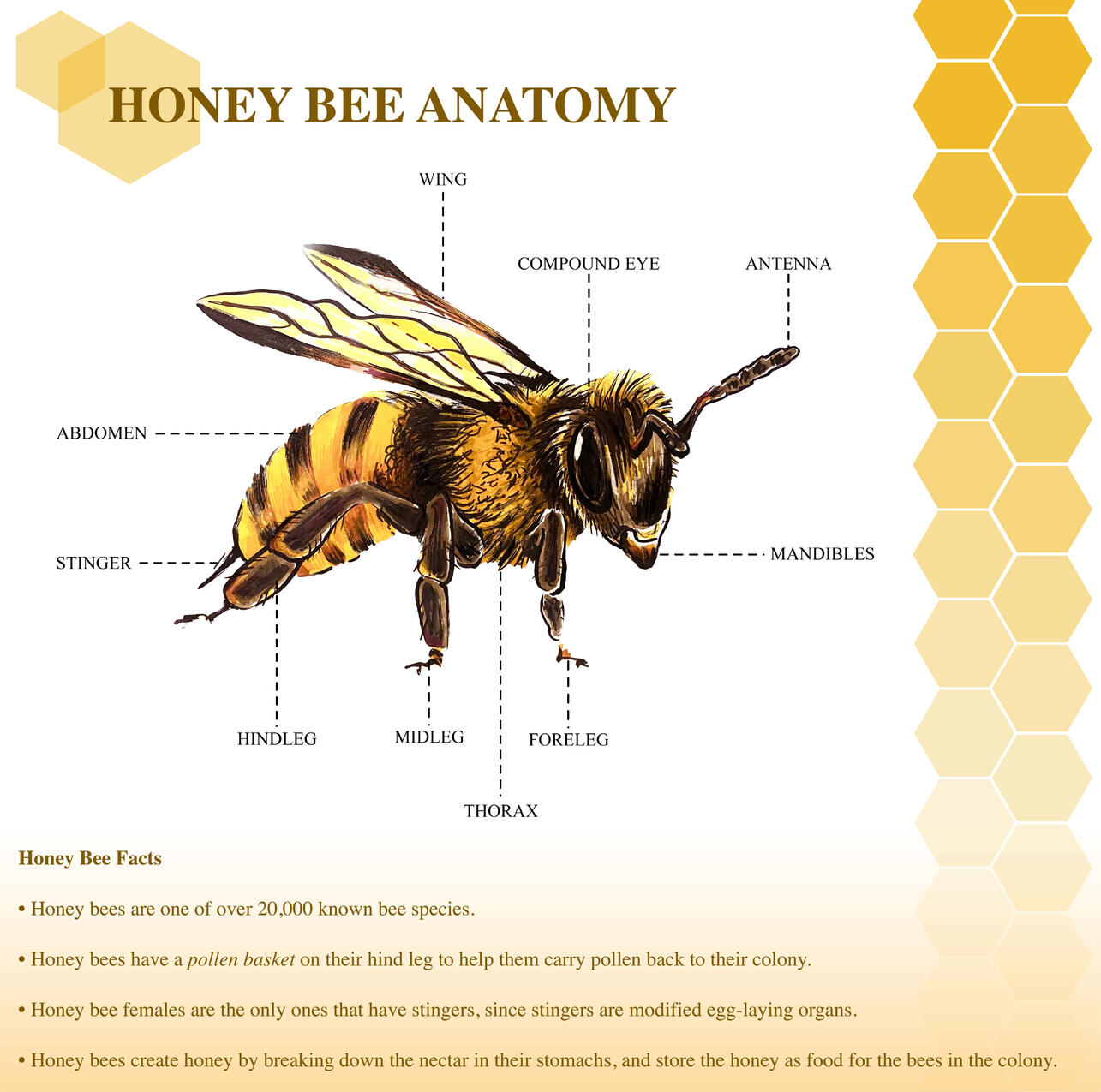 Honey Bee Anatomy