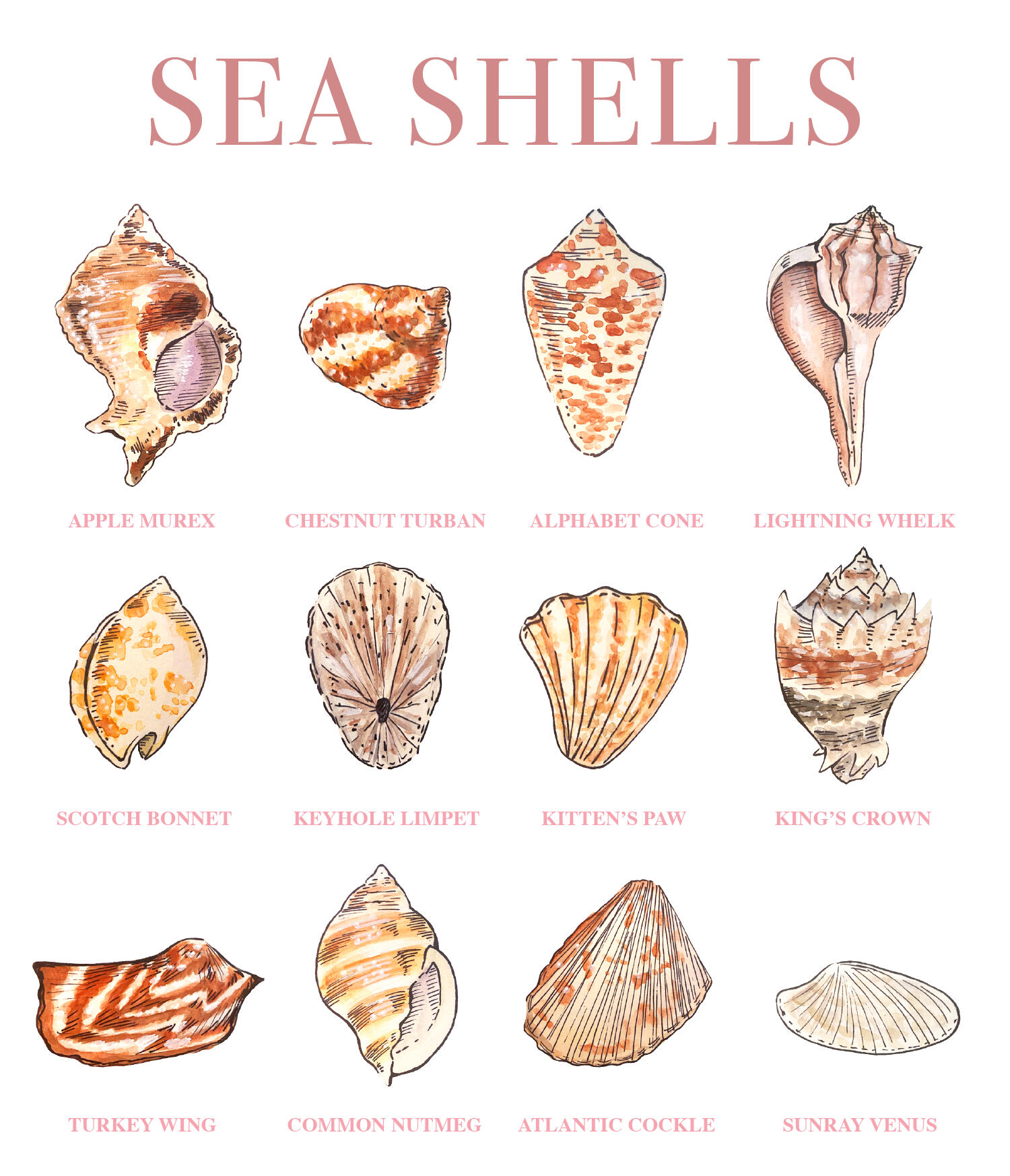 Sea Shells Types