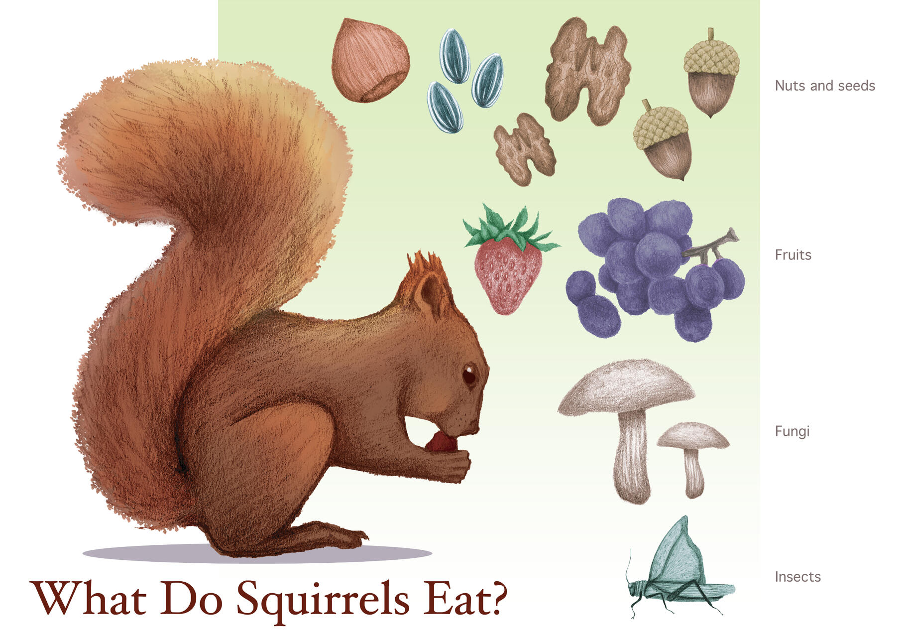 What do Squirrels Eat?