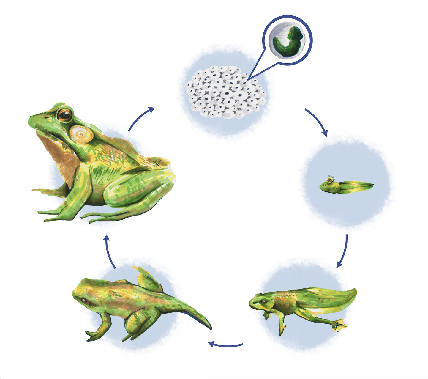 Frog Life Cycle