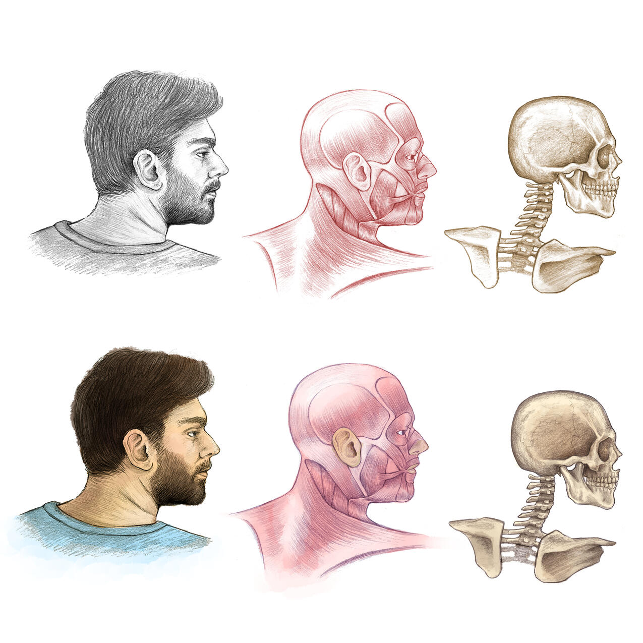 Human Head Anatomy