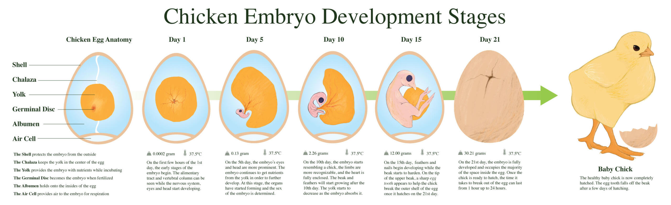 Chicken Embryo Development Stages